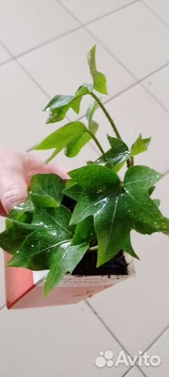 Фатсхедера