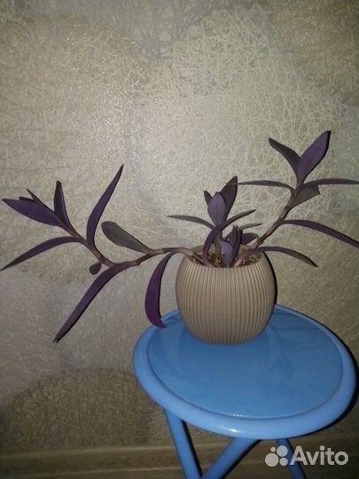 Традесканция