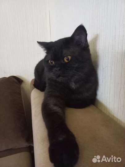 Скотиш страйт фенотип