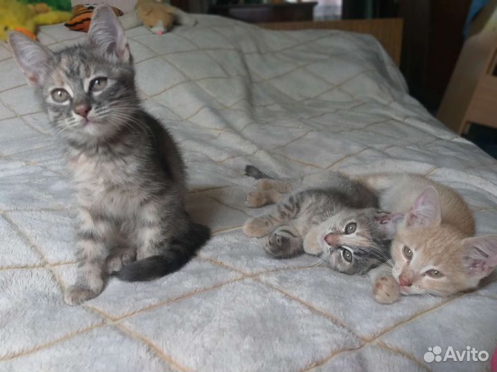Котята бесплатно