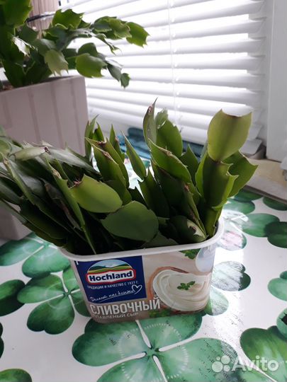 Декабрист розовый