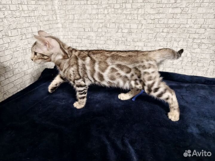 Бенгальская девочка