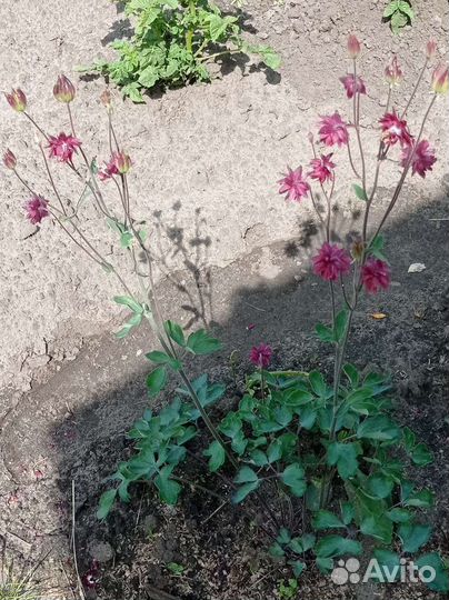 Многолетние растения для сада и дачи