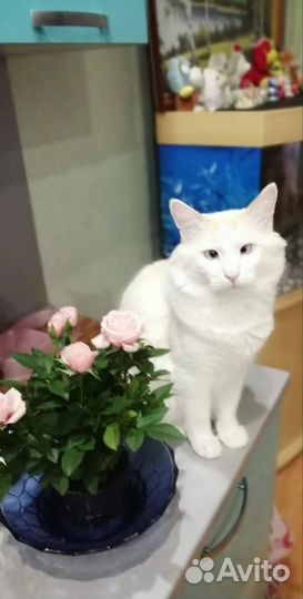 Котик Рамзес ищем дом умерла хозяйка