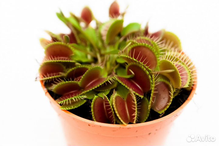 Венерина мухоловка дионея