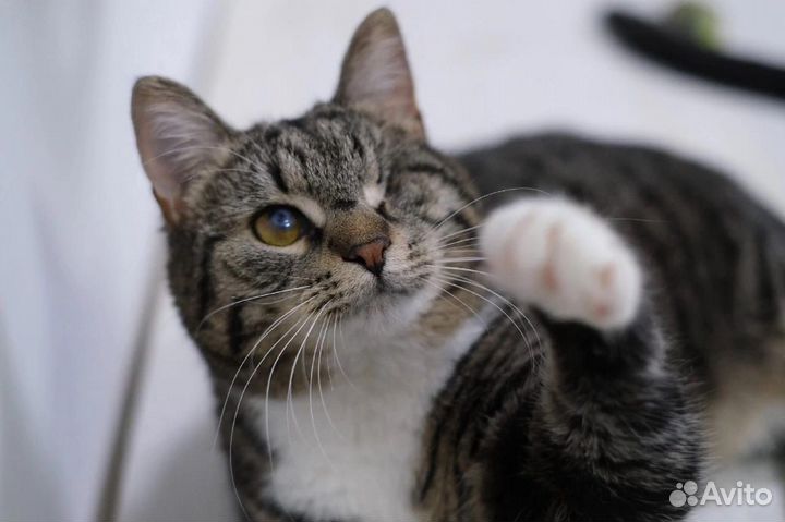 Ласковая кошечка Соня в добрые руки