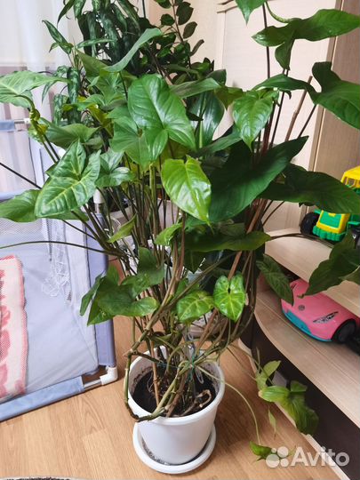 Сингониум ножколистный