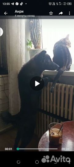 Щенок в добрые руки