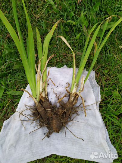 Ирисы бородатые сортовые