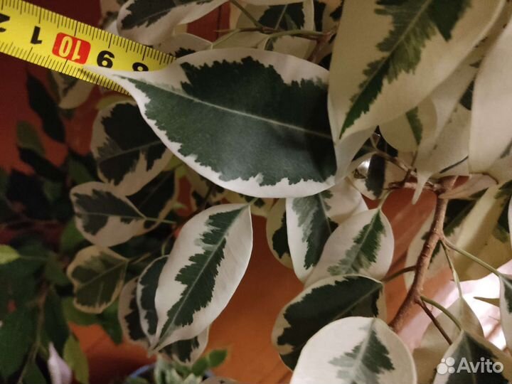 Фикус Де Гантель и Твилайт