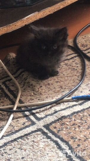 Отдам в добрые руки