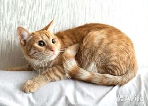 Кошка Мия малышка