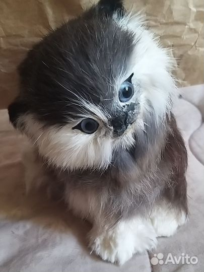 Киска нат мех