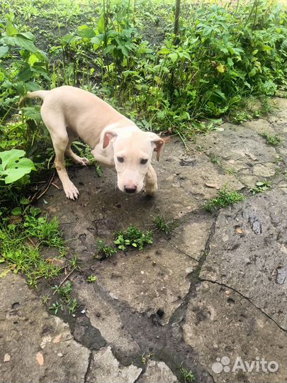 Щенки американского питбультерьера