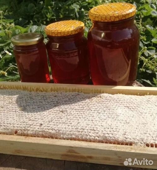 Мед Горный с дягилем с Алтая 2023