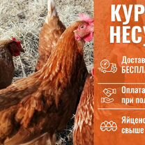 Куры с доставкой