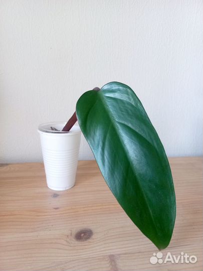 Комнатные растения цветы