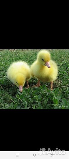 Бройлеры, утята, гусята, индюшата, муларды