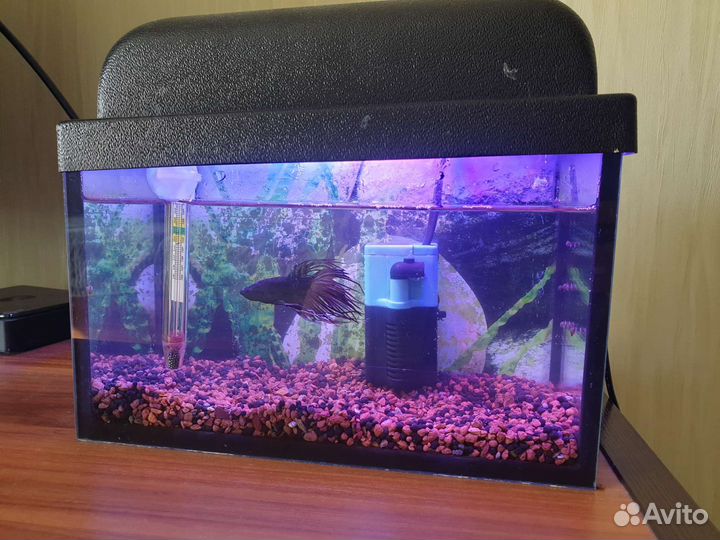 Рыбка петушок с аквариумом