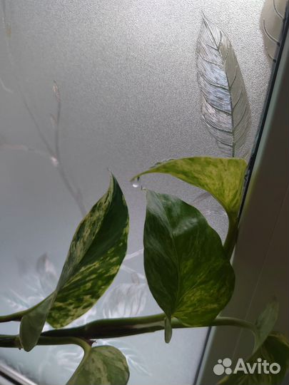 Сциндапсус