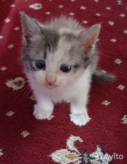 Кошки в добрые руки бесплатно