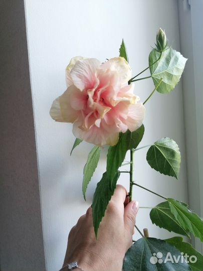 Гибискус китайская роза