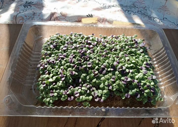 Микрозелень