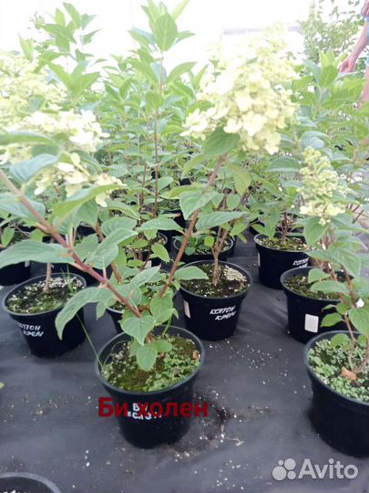 Гортензия метельчатая различные сорта