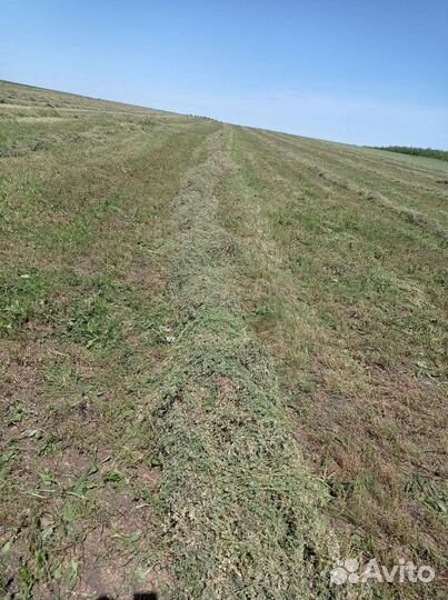 Сено люцерна новый урожай