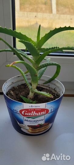 Алоэ столетник