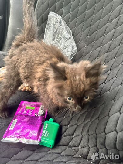 Черный котенок в добрые руки бесплатно