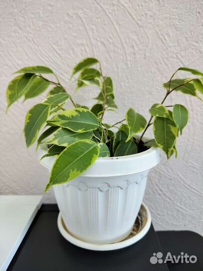 Фикус пестролистный