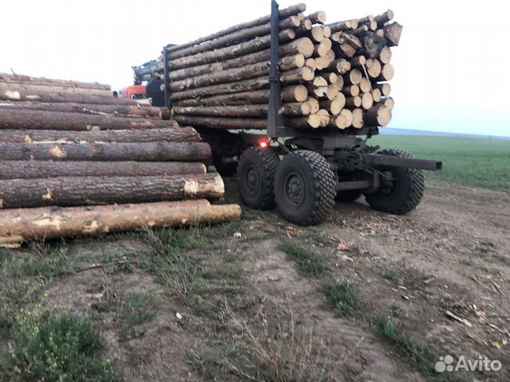 Лес кругляк сосна