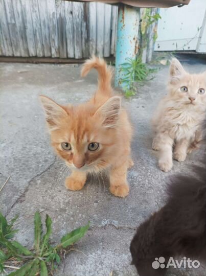 Хвостики ищут спасения