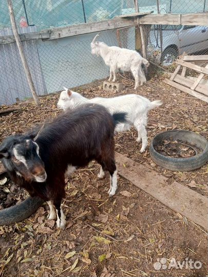 Зааненские козы дойные