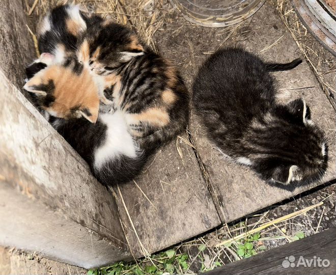 Отдам котят в добрые руки