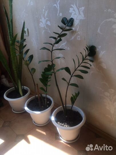 Замиокулькас