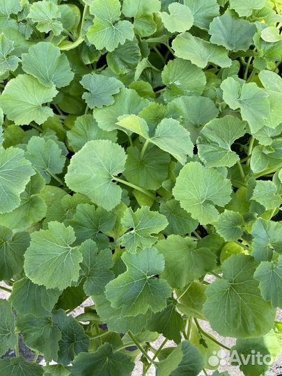 Продам овощную рассаду