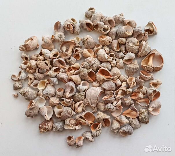 Морские ракушки 1 кг, ракушки рапан, битые