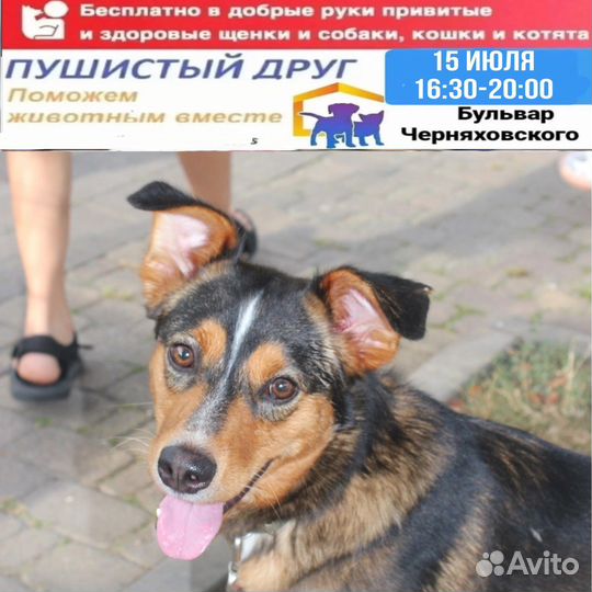 Выставка собак и кошек
