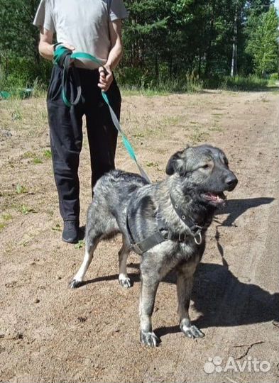 Собака в приюте ждёт