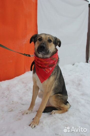 Мирта-трогательная и скромная собаченька ищет дом