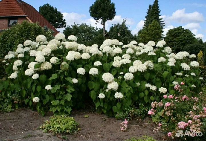 Гортензия древовидная