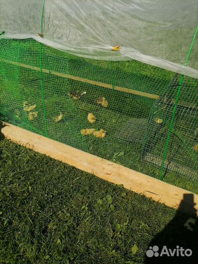 Утята индоутки Московская область