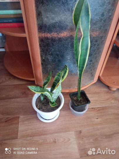 Сансевиерия