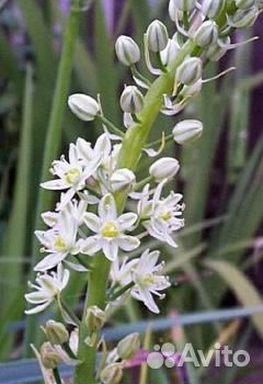 Индийский лук (птицемлечник)