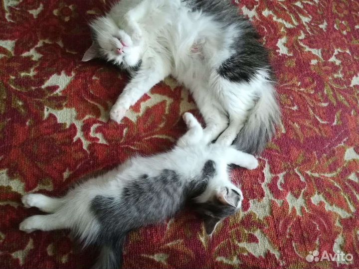 Кошка в дар бесплатно
