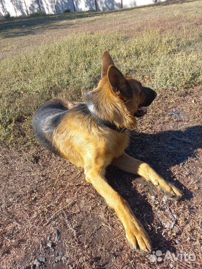 Вязка. Кобель