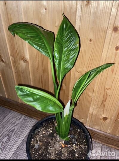 Спатифиллум