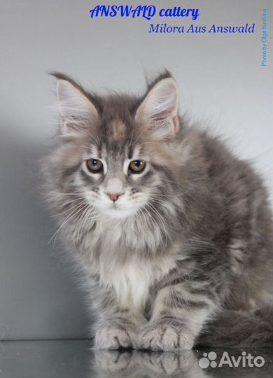 Котята мейн кун Мурманск